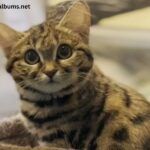 Utah Hogle Zoo Black Footed Cat