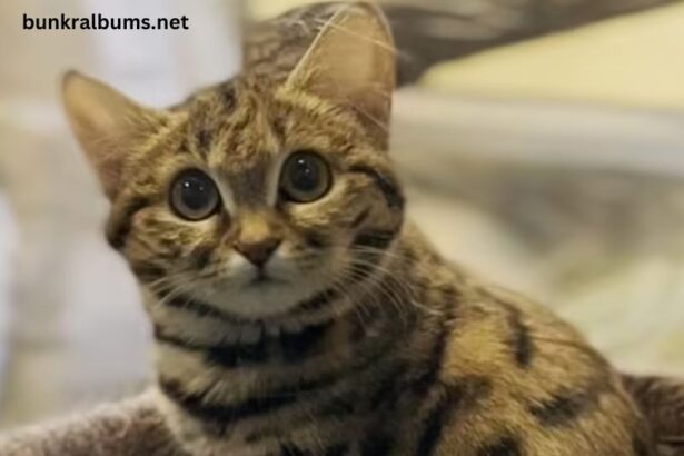 Utah Hogle Zoo Black Footed Cat