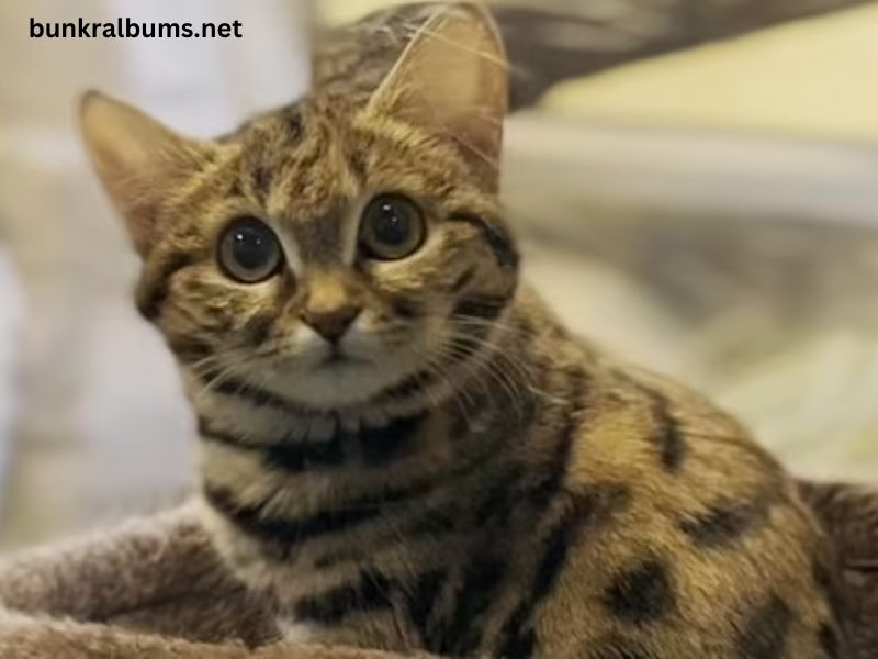 Utah Hogle Zoo Black Footed Cat